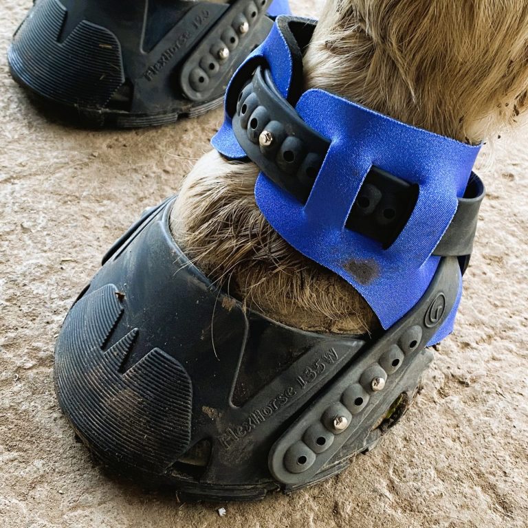 Temporärer Hufschutz